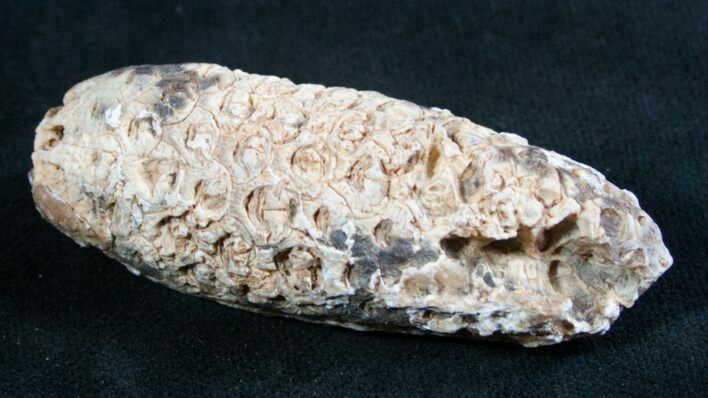 Agatized Fossil Pine (Seed) Cone From Morocco #8106